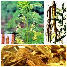 Hoàng kỳ tẩm bổ