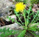 Rễ bồ công anh có thể chữa ung thư máu