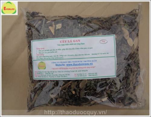 Cây Lá Gan Sapa | Rất Tốt Cho Người Viêm Gan