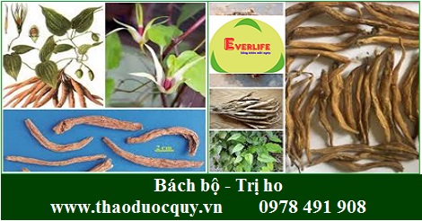 Bách bộ - trị ho