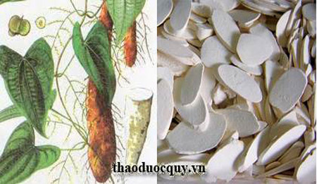 Hoài Sơn/ Củ mài