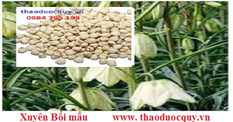 Bối mẫu/ Xuyên bối mẫu/ Thổ bối mẫu