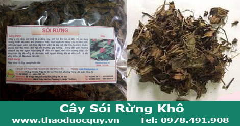 Cây Sói Rừng