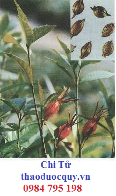 Việt Đào