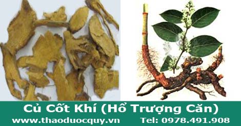 Củ Cốt Khí (Hổ Trượng Căn)