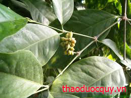 Dây Gắm