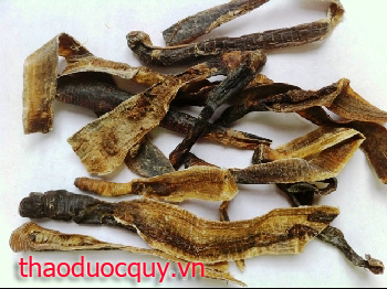 Địa Long