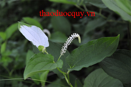 Hàm Ếch