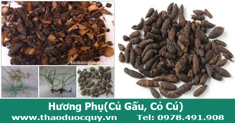 Hương phụ - Củ gấu - Cỏ cú