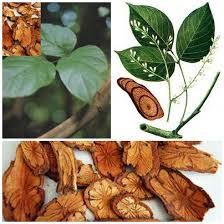 Kê huyết đằng/ Huyết rồng/ Hồng đằng