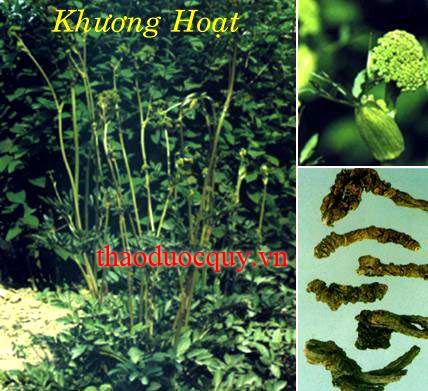 Khương Hoạt