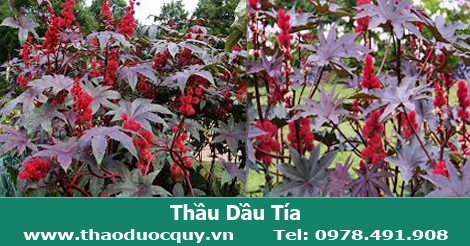Lá thầu dầu tía/đu đủ tía