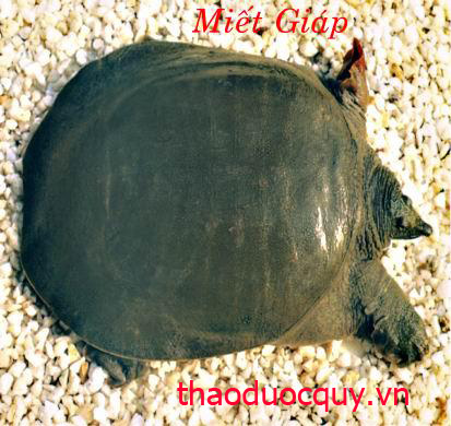 Miết Giáp