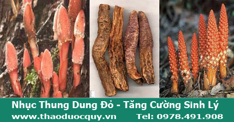 Nhục Thung Dung Sapa - Bổ Thận Tráng Dương