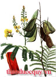 Tô Mộc
