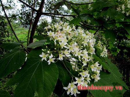 Trẩu