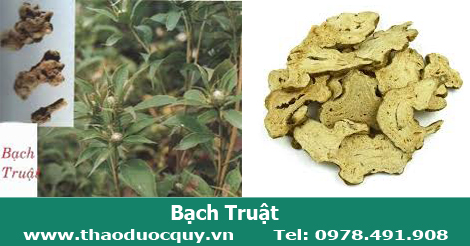 Bạch truật