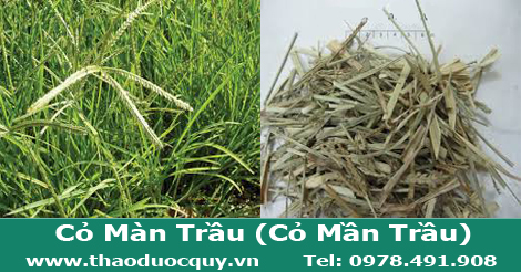 cỏ màn trầu - cỏ mần trầu khô