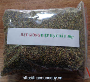 hạt diệp hạ ch&acirc;u