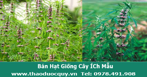 ích mẫu