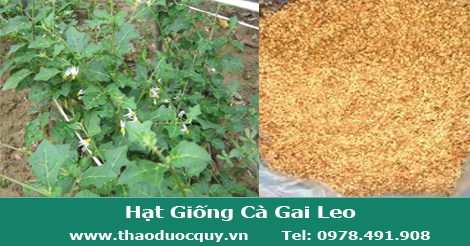 hat_giong_cay_ca_gai_leo