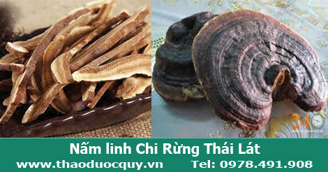Nấm linh chi rừng th&aacute;i l&aacute;t