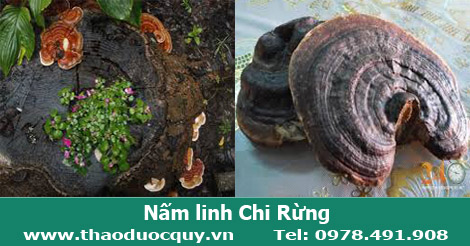 Nấm linh chi rừng