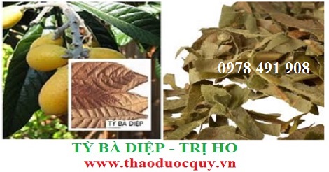 tỳ bà diệp