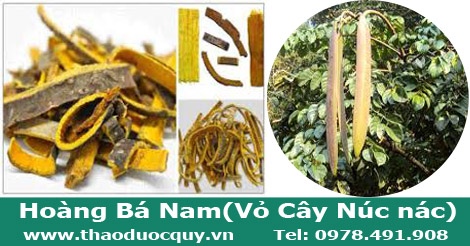 Vỏ c&acirc;y N&uacute;c N&aacute;c c&ograve;n gọi l&agrave; Ho&agrave;ng B&aacute; Nam hay Nam Ho&agrave;ng B&aacute;