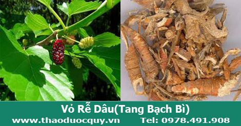 Vỏ rễ c&acirc;y d&acirc;u c&ograve;n gọi l&agrave; Tang bạch b&igrave; 